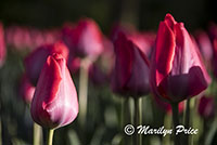 Tulips, Keukenhof Gardens, Netherlands