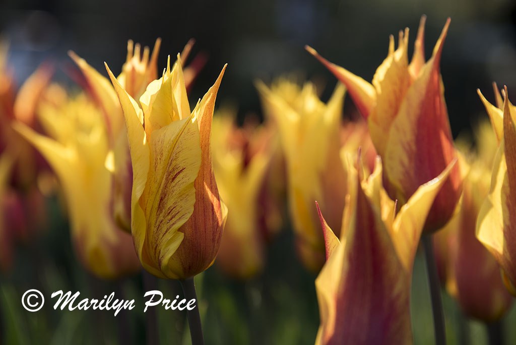 Tulips, Keukenhof Gardens, Netherlands