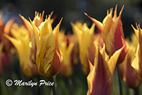 Tulips, Keukenhof Gardens, Netherlands