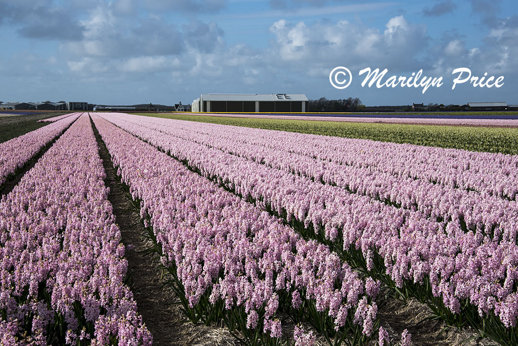 Hyacinth fields near Schagen, Netherlands