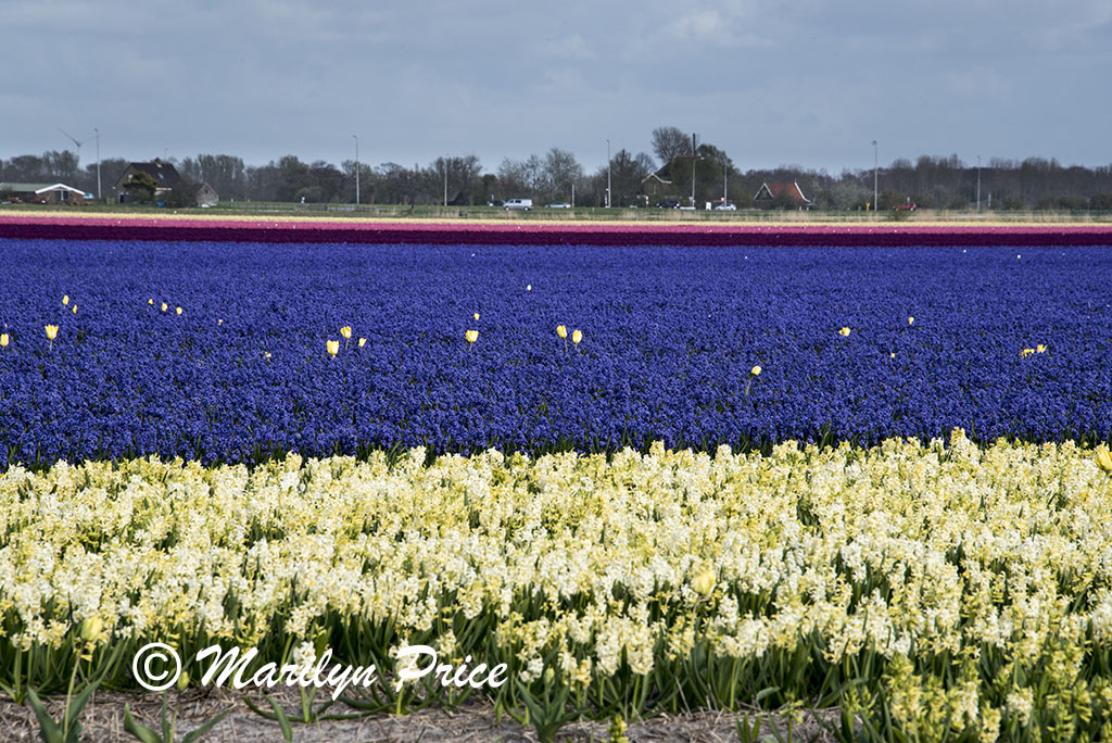 Tulip and hyacinth fields near Schagen, Netherlands
