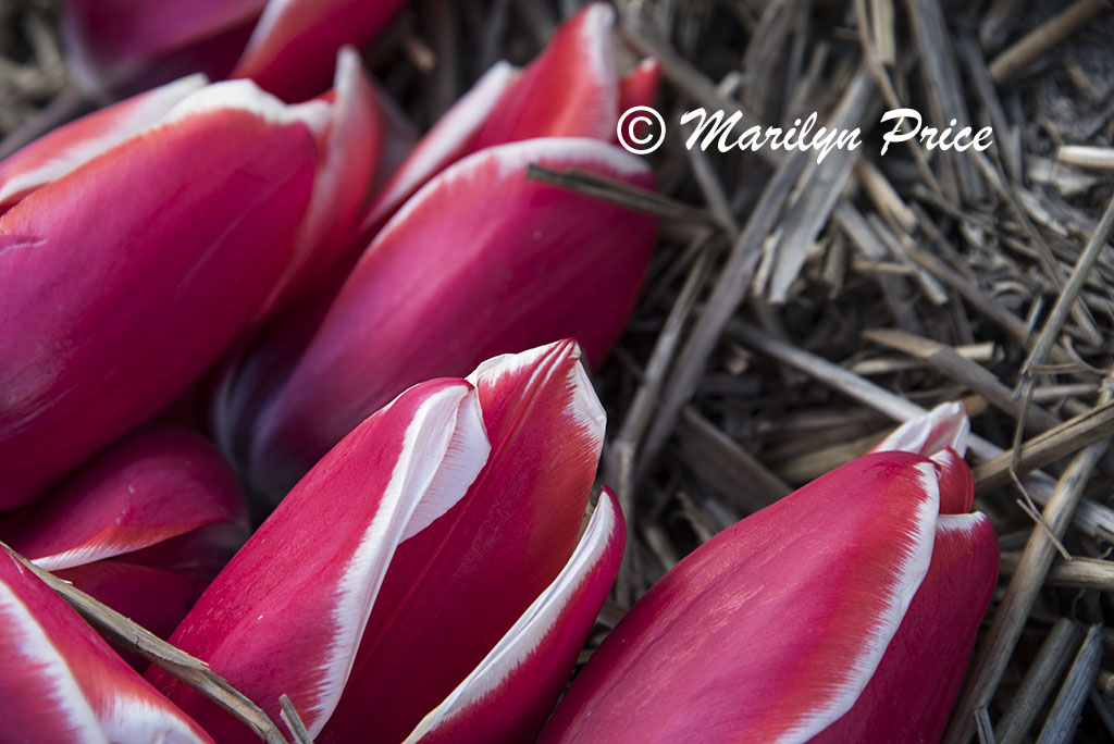 Cut tulip heads laying on the ground by the tulip fields near Schagen, Netherlands