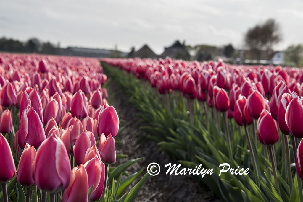 Tulip fields near Schagen, Netherlands
