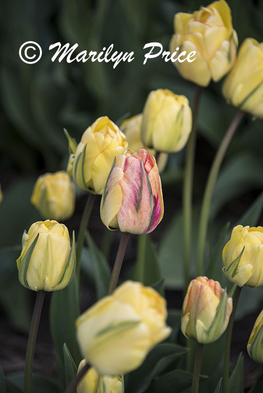 Tulip fields near Schagen, Netherlands