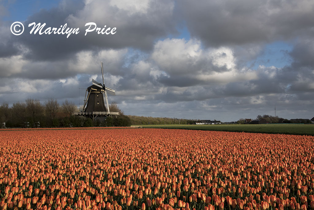 Windmill and tulip field near Schagen, Netherlands