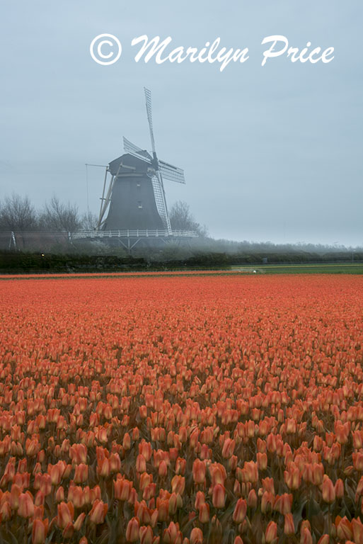 Windmill and tulip field near Schagen, Netherlands