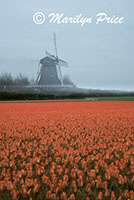 Windmill and tulip field near Schagen, Netherlands