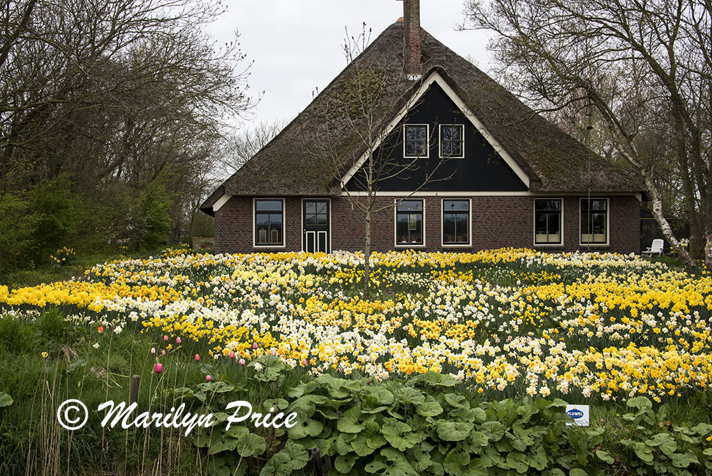 The front yard of this house is filled with daffodils, Sint Maartenszee, Netherlands
