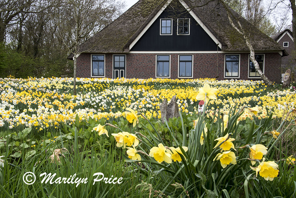 The front yard of this house is filled with daffodils, Sint Maartenszee, Netherlands