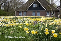 The front yard of this house is filled with daffodils, Sint Maartenszee, Netherlands
