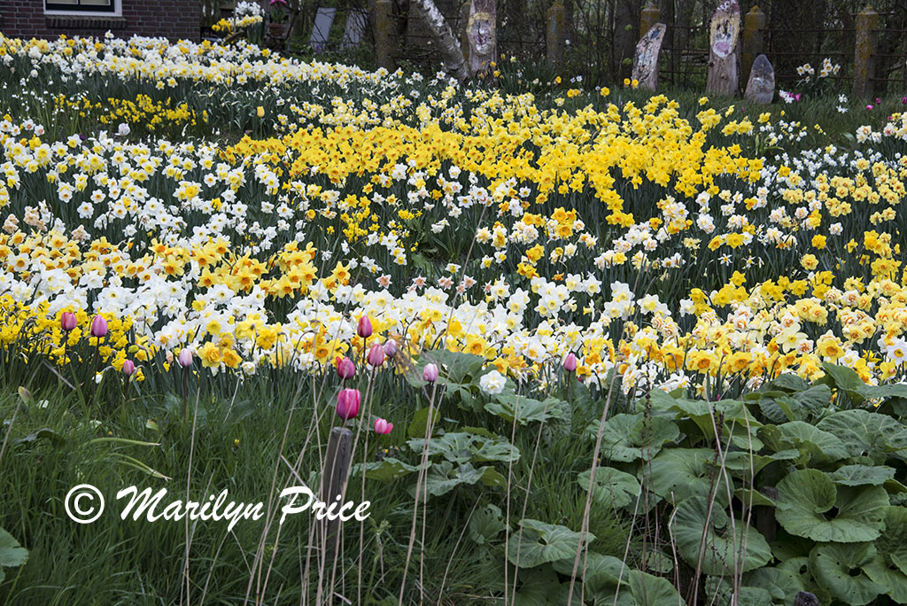 The front yard of this house is filled with daffodils, Sint Maartenszee, Netherlands