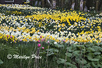 The front yard of this house is filled with daffodils, Sint Maartenszee, Netherlands