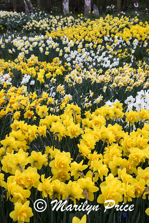 The front yard of this house is filled with daffodils, Sint Maartenszee, Netherlands