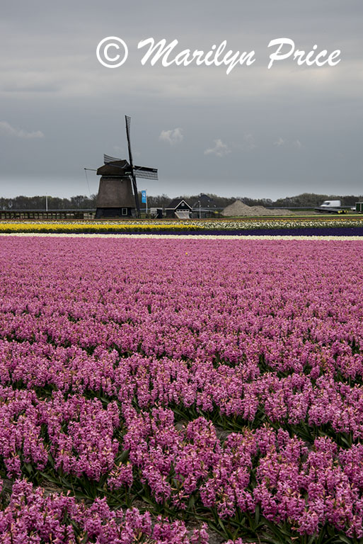 Fields of hyacinths and tulips with a windmill, Sint Maartenszee, Netherlands