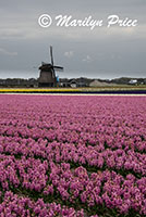 Fields of hyacinths and tulips with a windmill, Sint Maartenszee, Netherlands