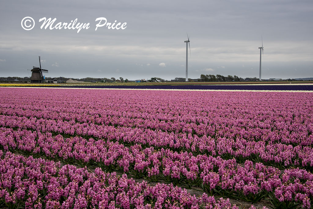 Fields of hyacinths and tulips with a windmill and wind turbines, Sint Maartenszee, Netherlands