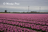Fields of hyacinths and tulips with a windmill and wind turbines, Sint Maartenszee, Netherlands