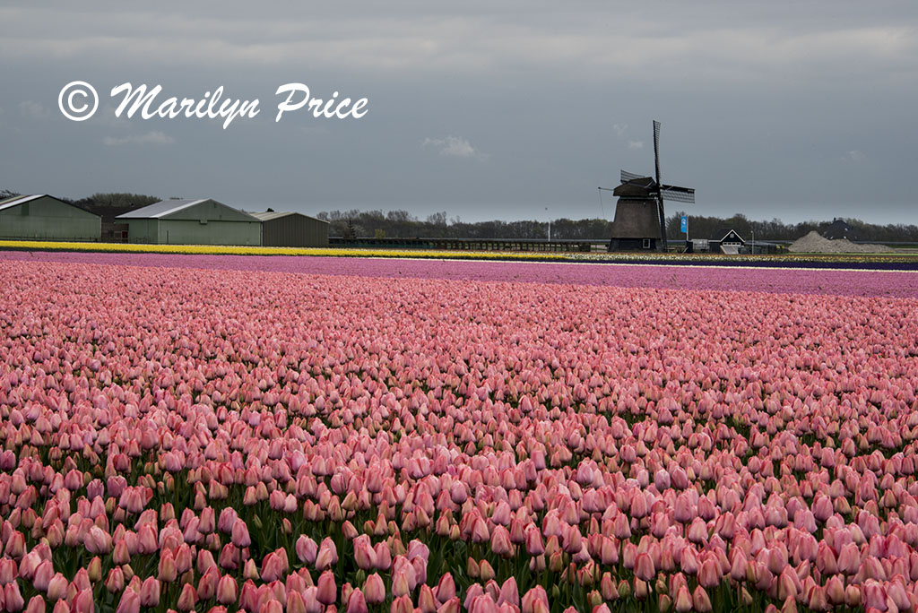 Fields of hyacinths and tulips with a windmill, Sint Maartenszee, Netherlands