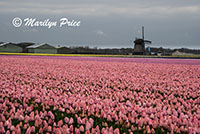 Fields of hyacinths and tulips with a windmill, Sint Maartenszee, Netherlands