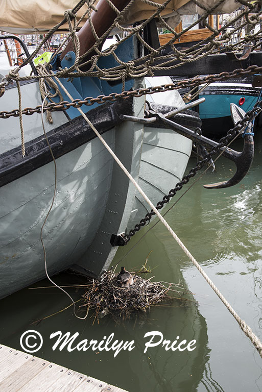 Bird on a nest at the edge of the harbor front, Hoorn, Netherlands