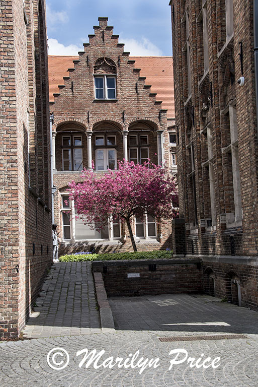 Cherry tree in the courtyard of the Archeology Museum, Bruges, Belgium