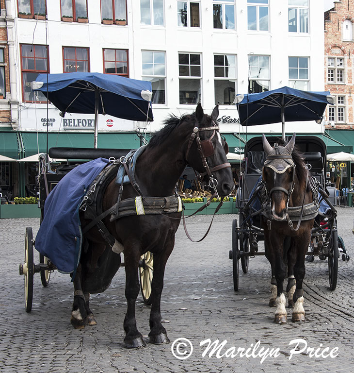 Two horses compare notes while waiting for carriage rides, Bruges, Belgium