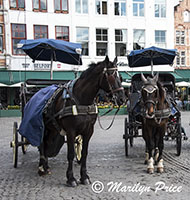 Two horses compare notes while waiting for carriage rides, Bruges, Belgium