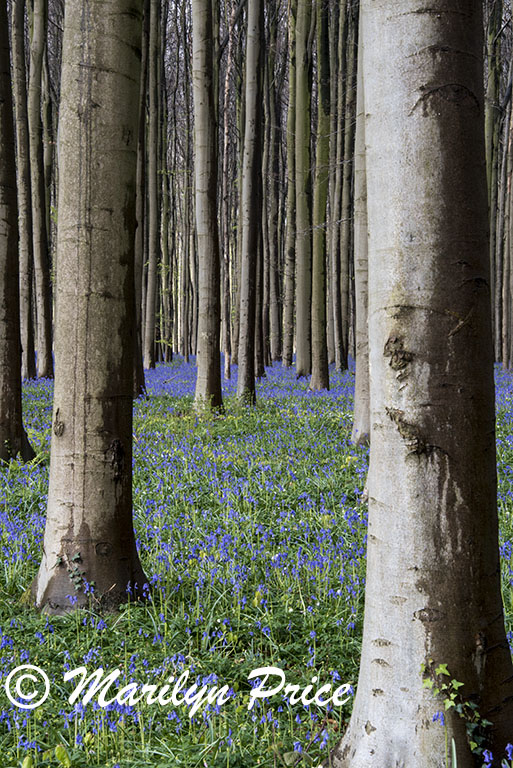 The Blue Forest - tall trees with bluebells, Het Hallerbos, Belgium