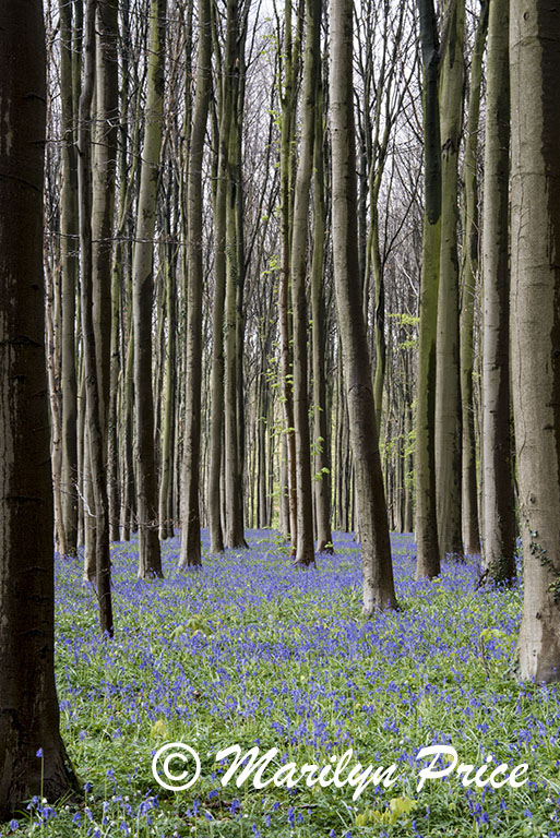 The Blue Forest - tall trees with bluebells, Het Hallerbos, Belgium