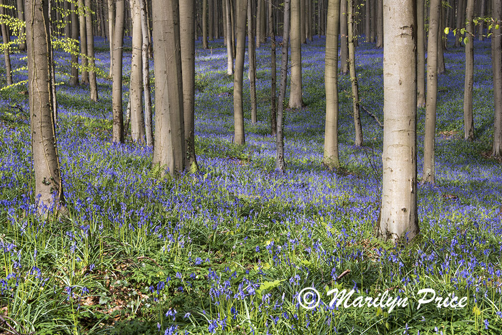 The Blue Forest - tall trees with bluebells, Het Hallerbos, Belgium