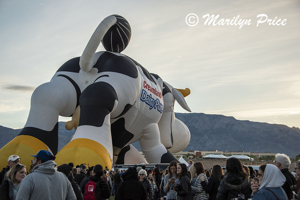 Creamland Dairy's cow inflates, International Balloon Fiesta, Albuquerque, NM