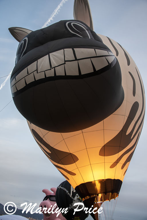 Inflating the zebra, Special shapes balloon glow, International Balloon Fiesta, Albuquerque, NM