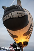 Inflating the zebra, Special shapes balloon glow, International Balloon Fiesta, Albuquerque, NM