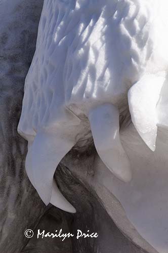 The Last Iceberg, Budweiser International Snow Sculpture Championships, Breckenridge, CO