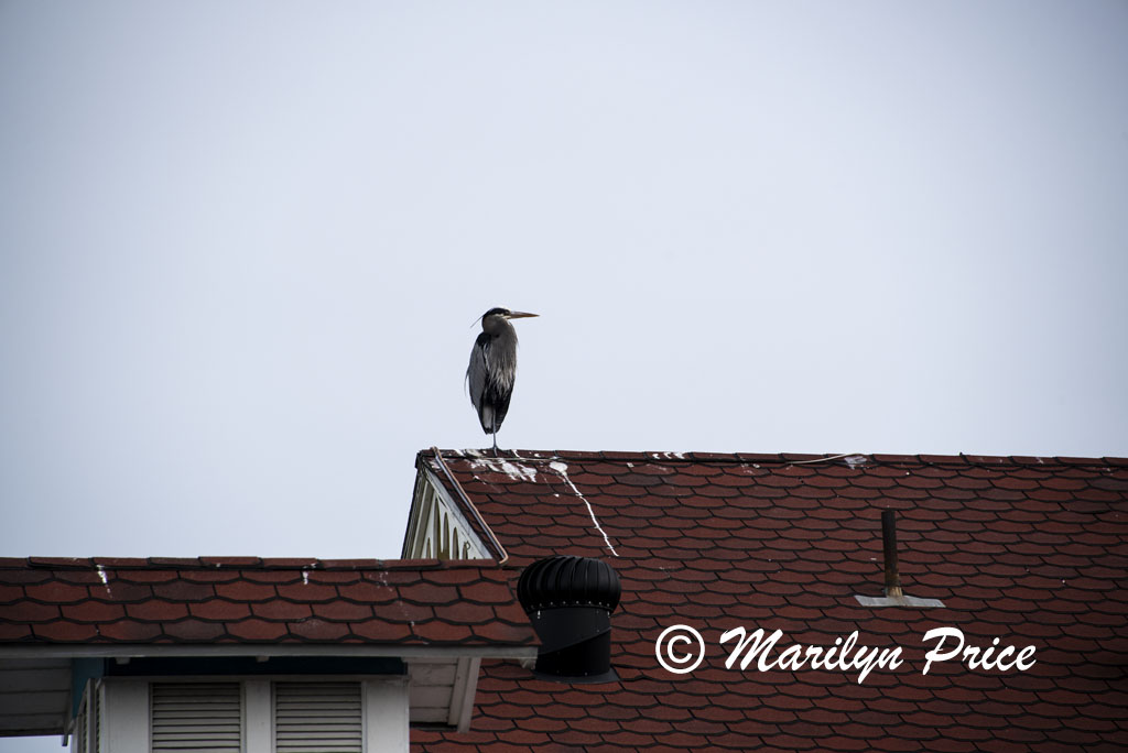 Heron, Long Beach, CA