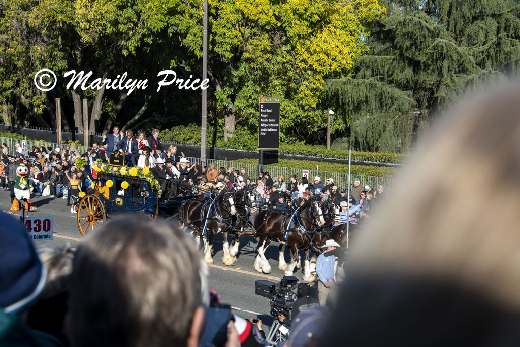 Mayor of Pasadena on a coach drawn by Clydesdales, Rose Parade, Pasadena, CA