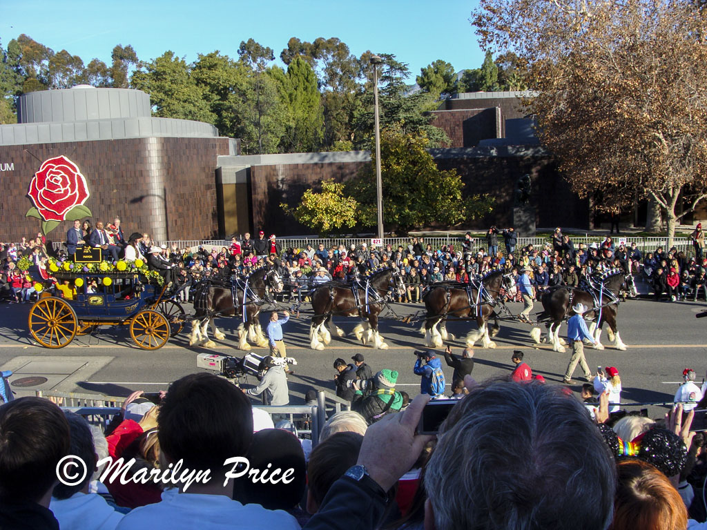 Valley Hunt Club wagons and horses, Rose Parade, Pasadena, CA