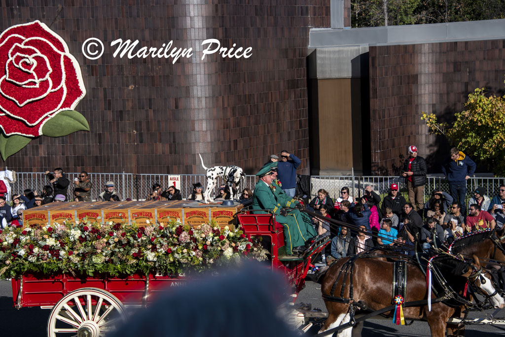 Budweiser Clydesdales (and dalmation), Rose Parade, Pasadena, CA