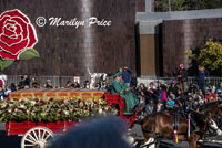 Budweiser Clydesdales (and dalmation), Rose Parade, Pasadena, CA