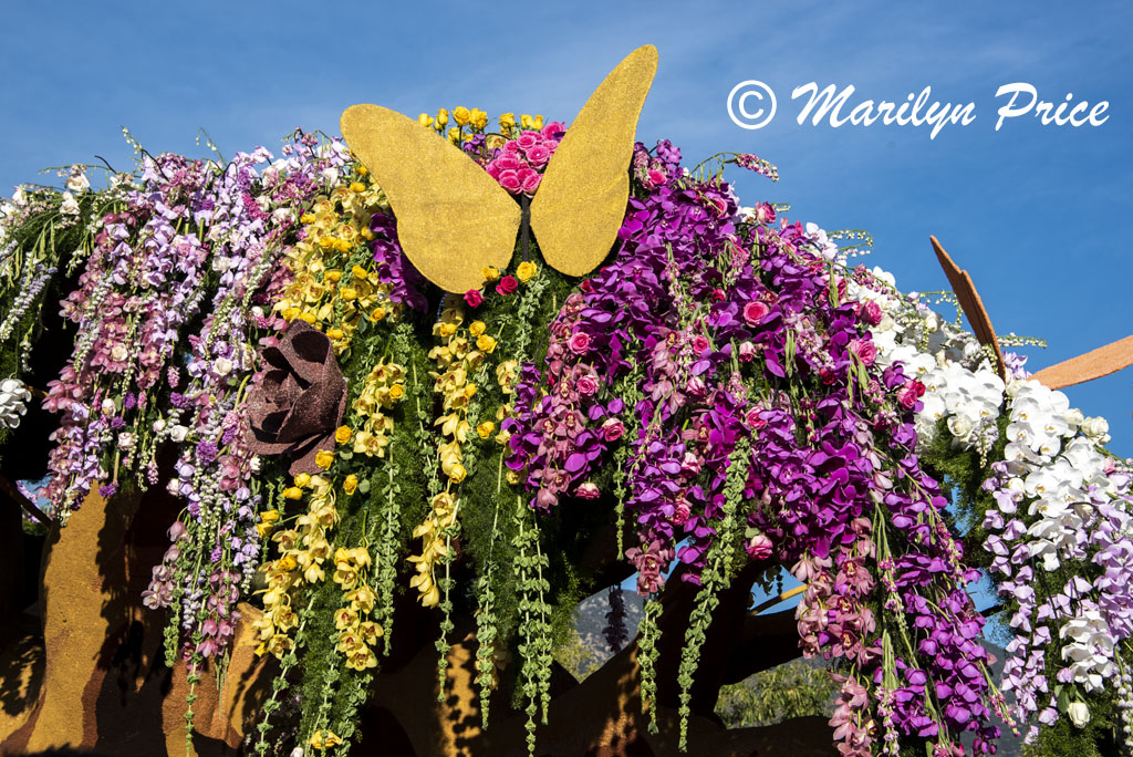 Details of City of Hope float, Showcase of Floats, Pasadena, CA