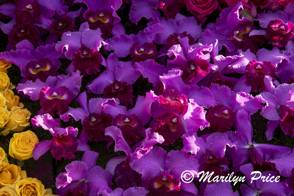 Details of Mrs. Meyer's Clean Day float (Plant a Garden - Believe in Tomorrow), Showcase of Floats, Pasadena, CA