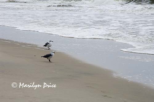 Shore birds, Assateague Island, VA