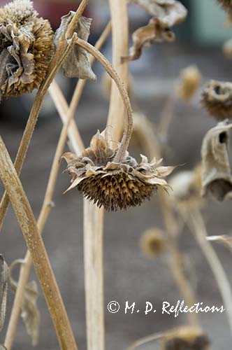 Sunflower seed head