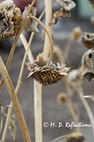 Sunflower seed head
