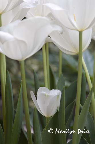 Tulips, Denver Botanical Gardens, Denver, CO