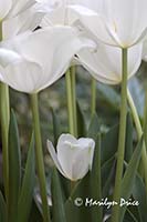 White tulips, Denver Botanical Gardens, Denver, CO