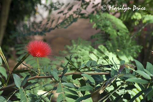 Flower, Denver Botanical Gardens, Denver, CO