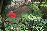 Flower, Denver Botanical Gardens, Denver, CO