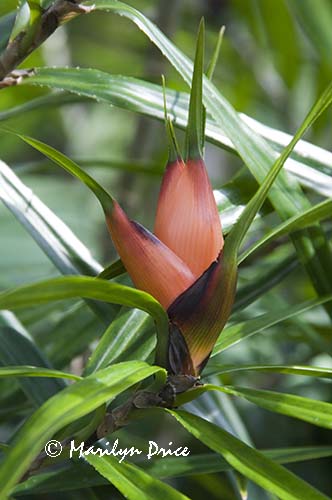 Flower of the freycinetia cumingiana, Denver Botanical Gardens, Denver, CO