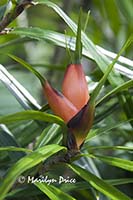 Flower of the freycinetia cumingiana, Denver Botanical Gardens, Denver, CO